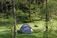 Idyllic camping among trees in the Woodland Field